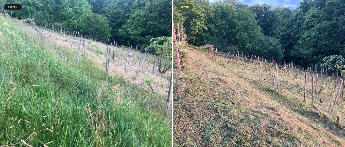 Košnja trave in mulčenje okrog dreves na posesti